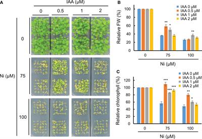 The thiol-reductase activity of YUCCA6 enhances nickel heavy metal stress tolerance in Arabidopsis